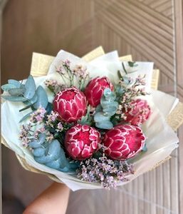Protea dreams